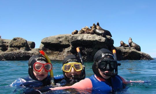 Experimente el esnórquel con leones marinos en Puerto Pirámides, Argentina