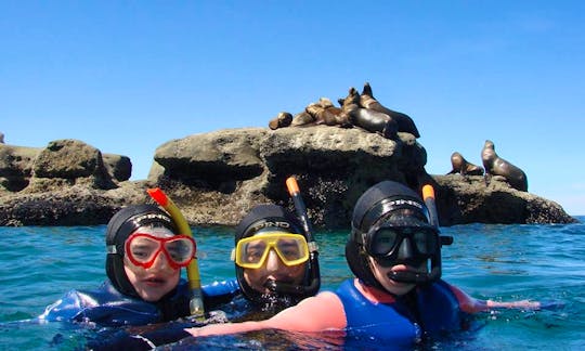Experience Snorkeling with Sea Lions in Puerto Piramides, Argentina
