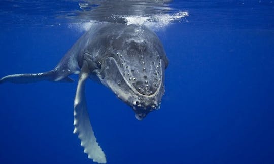 Majestic Sri Lankan Blue Whales