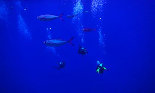 Private Diving Trip Offered in Isla de Pascua, Chile