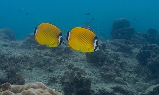 Amazing Diving Trip in Koh Tao, Thailand