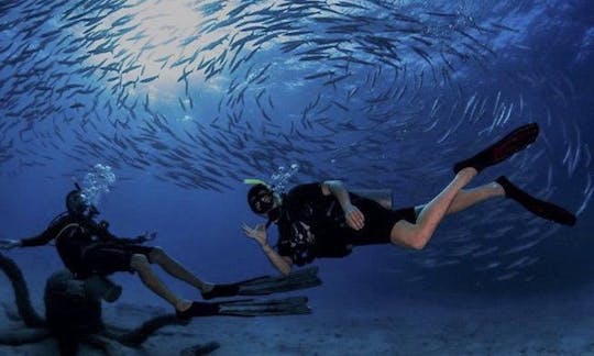 Amazing Diving Trip in Koh Tao, Thailand