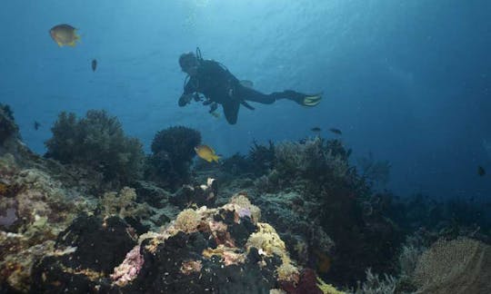 Discover Entire Bali While Diving With Us!