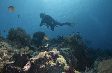 Discover Entire Bali While Diving With Us!