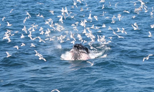 Excursion d'observation des baleines à Reykjavík