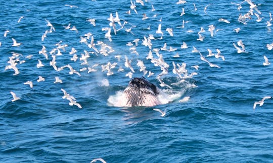 Whale Watching Tour in Reykjavík