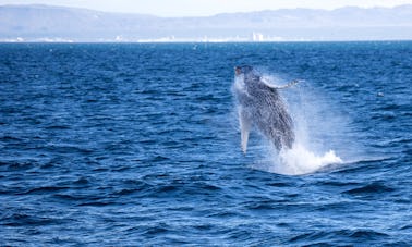 Excursão de observação de baleias em Reykjavík