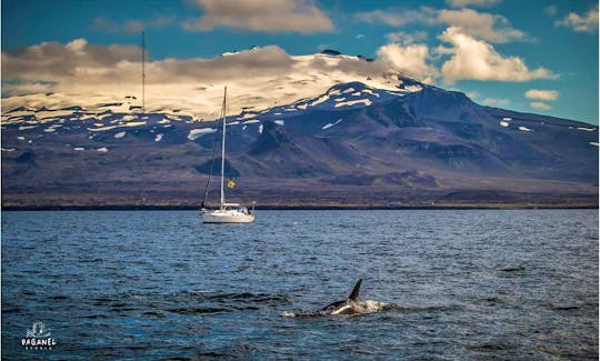 10 Person Sailing Charter in Iceland