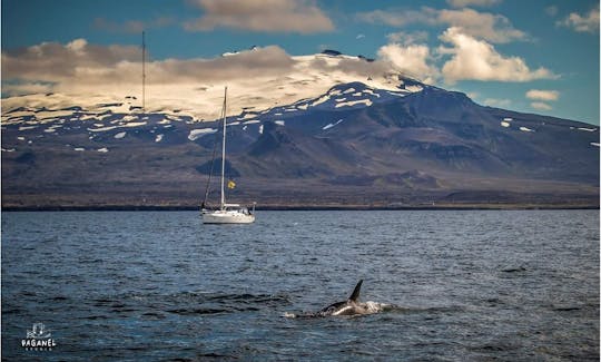 10 Person Sailing Charter in Iceland