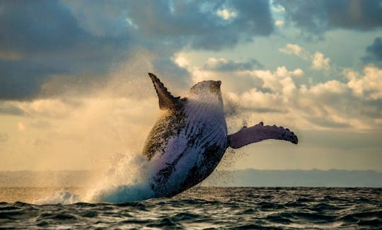 Ocean Safari Tours and Whale watching!