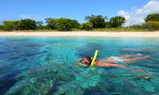 Ocean Safari Tours and Whale watching!