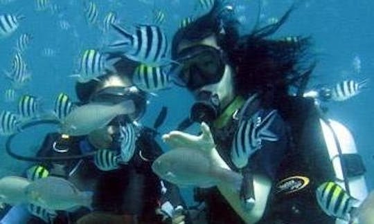 Amazing Diving Trip with Guide in Malvan, India