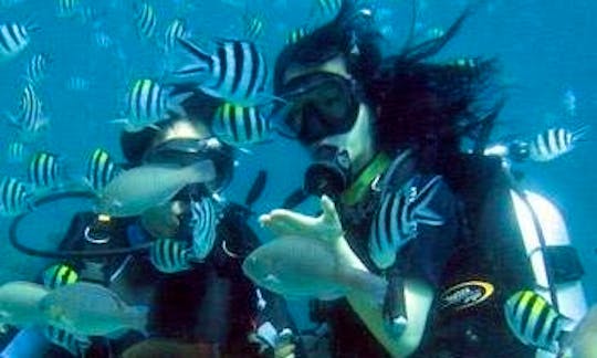 Amazing Diving Trip with Guide in Malvan, India