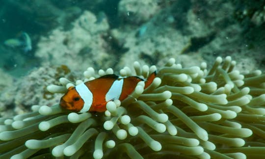 Go Dive! Enjoy Diving With Your Friends in Candolim, India!