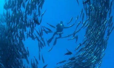 Enjoy An Underwater Experience Of A Life Time In Sumbawa, Indonesia!