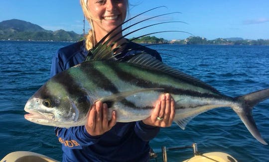 The roosterfish is as popular for its fighting ability. The trademark comb-like dorsal fin is it’s most unique trait, while the two dark blue bands