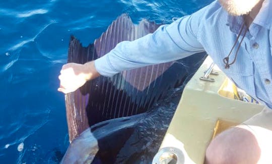 Sailfish is extremely acrobatic and fast, the sailfish is a staple of sport fishing in Costa Rica. Once hooked, a sailfish will spend half of the figh