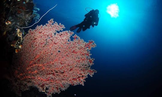 5 Days / 4 Nights Diving Tour in Bunaken, Indonesia