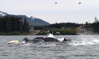 Observación de ballenas en el estrecho helado de Point Hoonah, Alaska