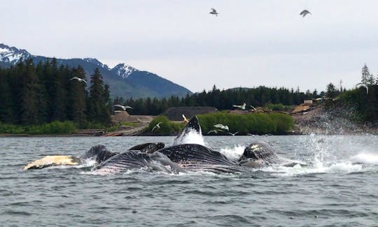 Whales bubble net feeding