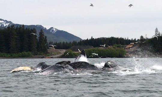 Whales bubble net feeding