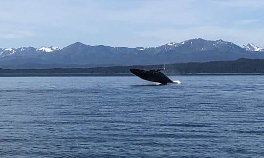 Whale breaching