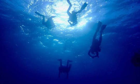 Experience A Quality Diving Trip With Us!