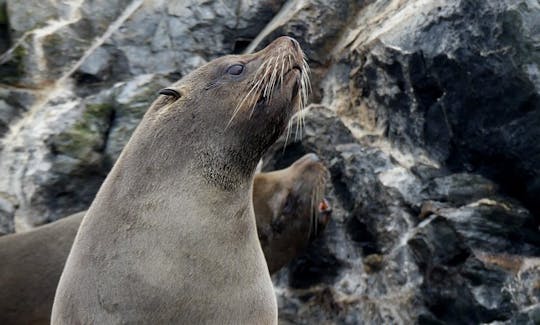 Whale Watching Trip in La Serena, Chile