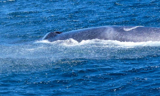 Whale Watching Trip in La Serena, Chile