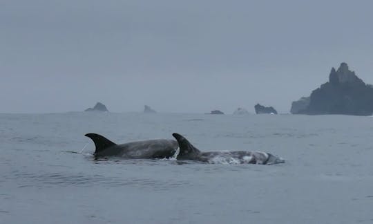 Risso dolphins