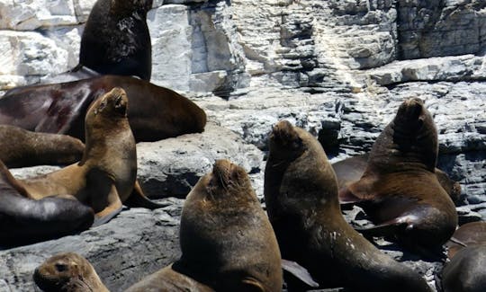 Private Whale Watching Tour on the Coast of Atacama Desert