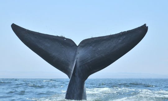 アタカマ砂漠の海岸でのプライベートホエールウォッチングツアー