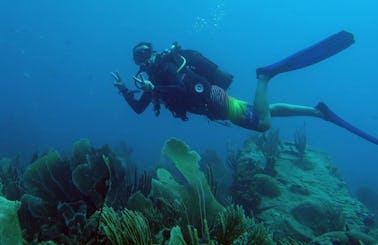 Go Diving In Basse-Terre, Guadeloupe!