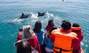 Visita guiada de observación de delfines a bordo de una lancha rápida en Lisboa, Portugal