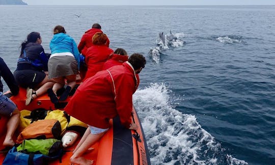 Guided Dolphin Watching Tour onboard a Speedboat in Lisboa, Portugal