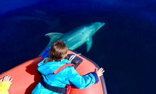 Guided Dolphin Watching Tour onboard a Speedboat in Lisboa, Portugal