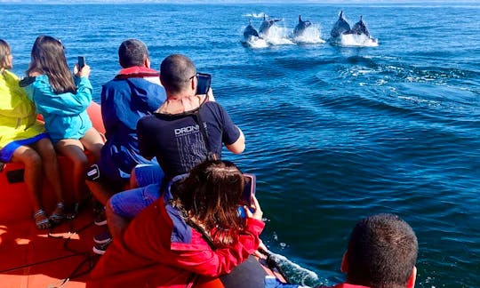 Guided Dolphin Watching Tour onboard a Speedboat in Lisboa, Portugal