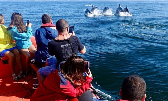 Guided Dolphin Watching Tour onboard a Speedboat in Lisboa, Portugal