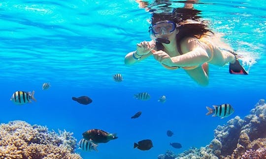 Snorkeling Tour in Prestine Red Sea