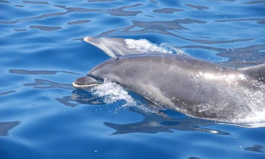 マデイラ島フンシャルのセーリングカタマランに乗ってイルカとホエールウォッチング