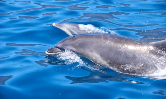 Dolphin and Whale Watching on a Sailing Catamaran from Funchal, Madeira