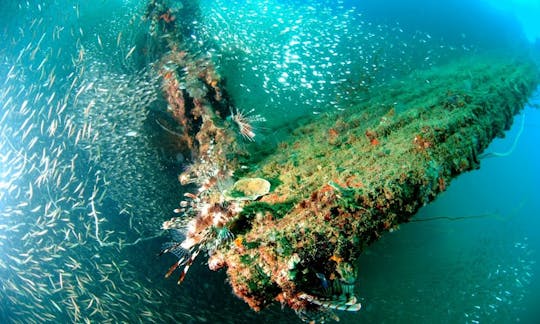 Découvrez la plongée sous-marine avec des guides professionnels à Olongapo, aux Philippines