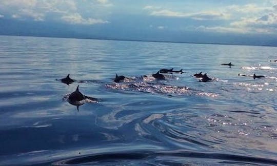 20-People Boat Rental for Dolphin Watching and Sandbar in Bais City, Philippines