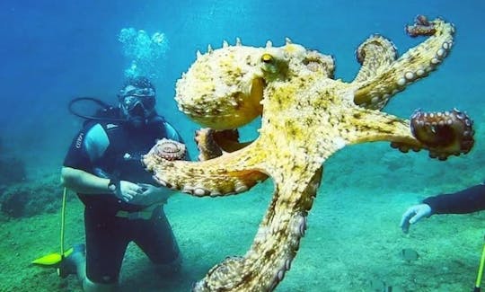 Discover Diving by Boat from Ayvalık, Turkey