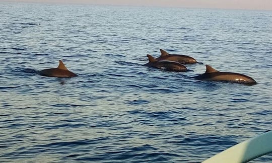 Exciting Dolphin Tour In Kecamatan Buleleng, Indonesia