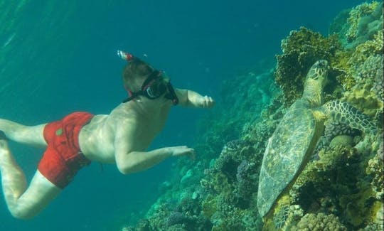 紅海県のシュノーケリングボートトリップ