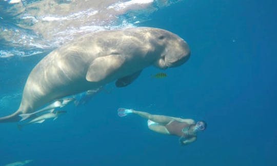 紅海県のシュノーケリングボートトリップ