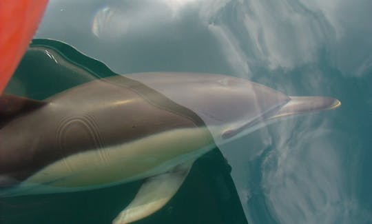 Common dolphin