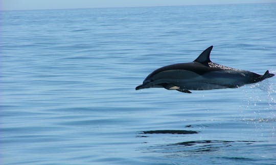 Common dolphin Jump