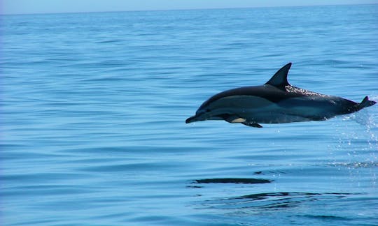 Common dolphin Jump